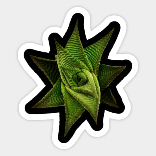 Suculenta Haworthia Limifolia Sticker